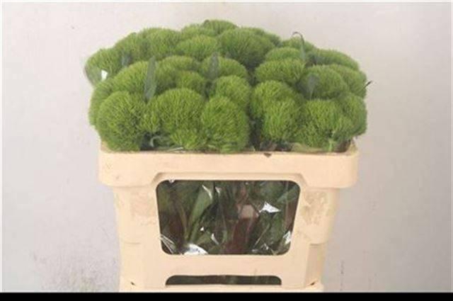 <h4>DI BARB KIWI MELLOW</h4>