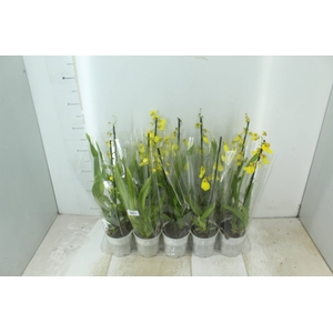 ONCIDIUM ALOHA P12