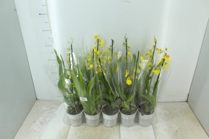 <h4>ONCIDIUM ALOHA P12</h4>
