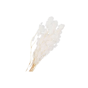 Dry Bleached Eucalyptus Populus Prepared 70x5cm