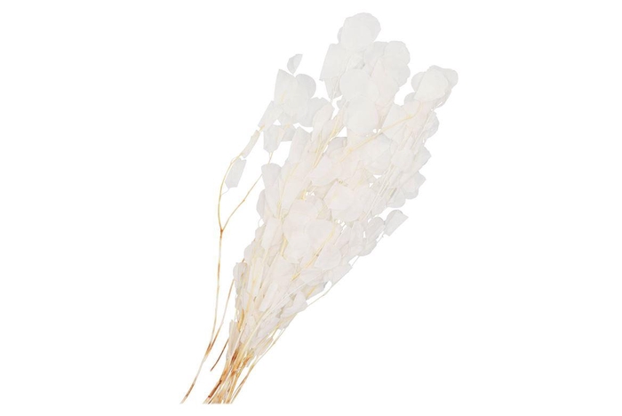 Dry Bleached Eucalyptus Populus Prepared 70x5cm