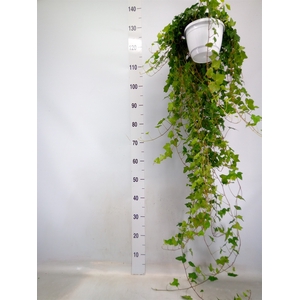 Hedera helix 'Pittsburgh'