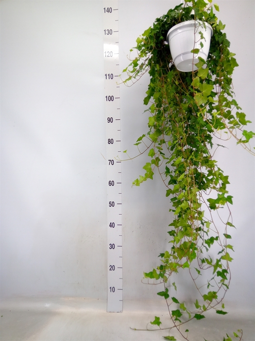 <h4>Hedera helix 'Pittsburgh'</h4>