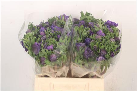 <h4>Anemone. Mistral Blue</h4>