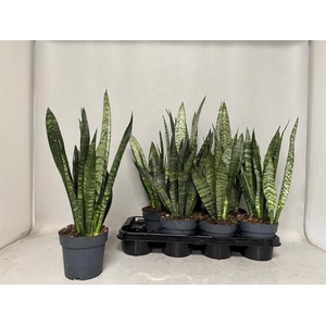 Sansevieria trifasciata Black Coral 14Ø 55cm 1pp