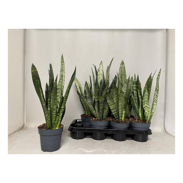 <h4>Sansevieria trifasciata Black Coral 14Ø 55cm 1pp</h4>