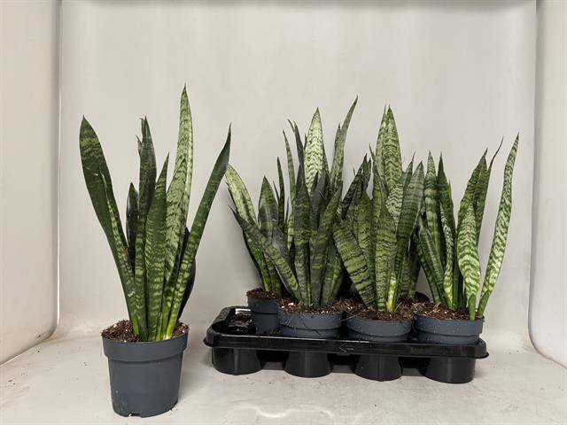 Sansevieria trifasciata Black Coral 14Ø 55cm 1pp