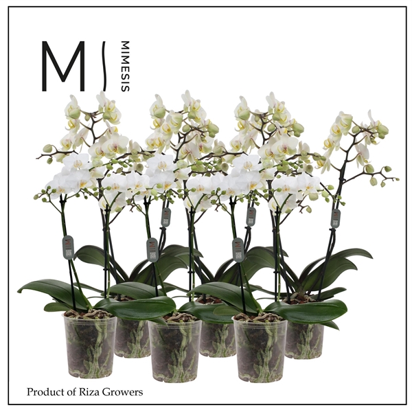 <h4>Mimesis Phal. Multi White - 2 spike 12cm</h4>