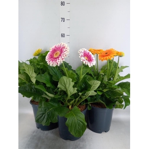 Gerbera  'Landscape'   ...mix