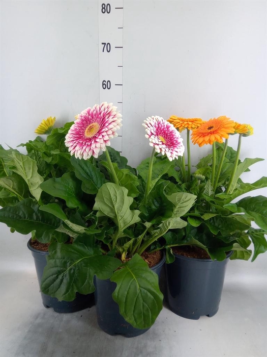 <h4>Gerbera  'Landscape'   ...mix</h4>