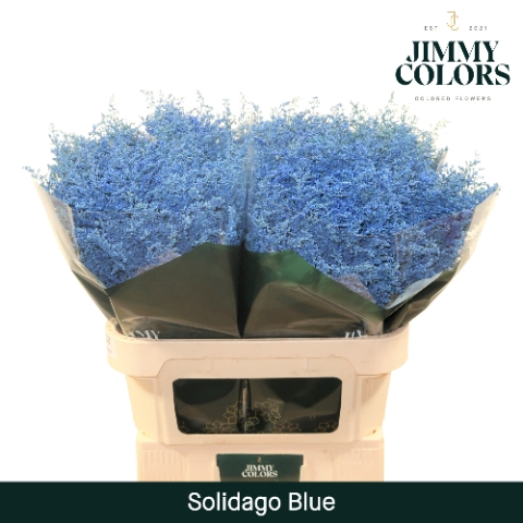 Solidago L70 Klbh. blauw
