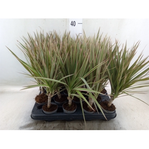 Dracaena marg. 'Bicolor'