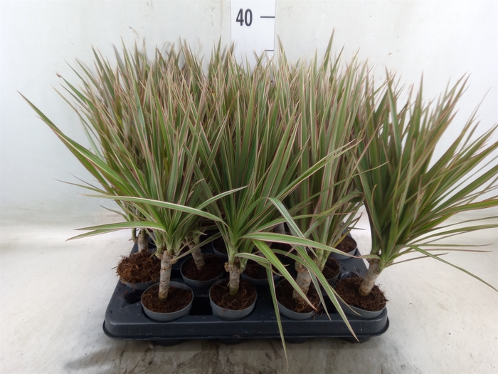 <h4>Dracaena marg. 'Bicolor'</h4>