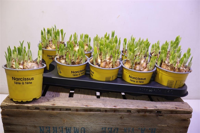 <h4>Narc O Tete A Tete</h4>