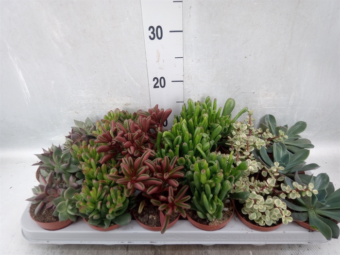 <h4>Succulents   ...</h4>