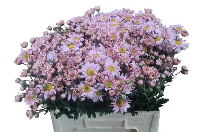 <h4>CHR T DANIELLE ROSE</h4>