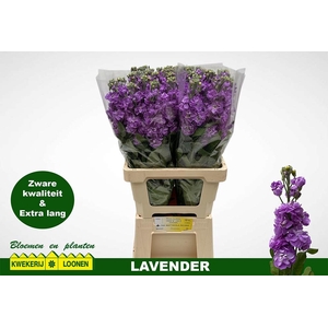 MATTH MILLA LAVENDER