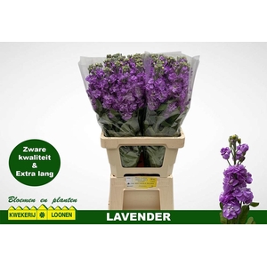 Matth Milla Lavender
