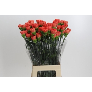 Dianthus St Arno