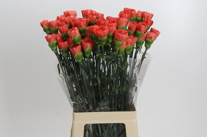 <h4>Dianthus St Arno</h4>