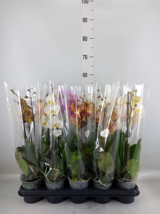 <h4>Phalaenopsis ...</h4>