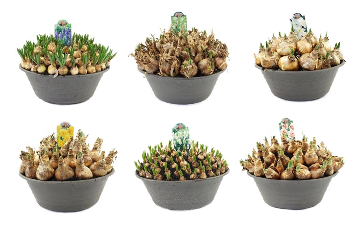 <h4>Bollenmix 35cm schaal, mix per laag</h4>