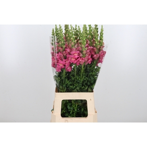 Antirrhinum M Royal