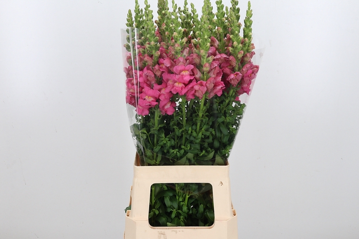 <h4>Antirrhinum M Royal</h4>