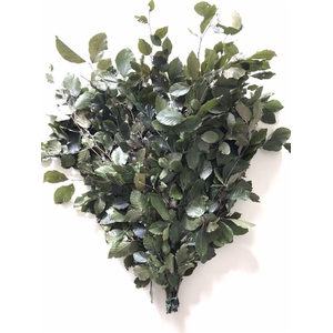 Beukenblad Gesteb. Groen