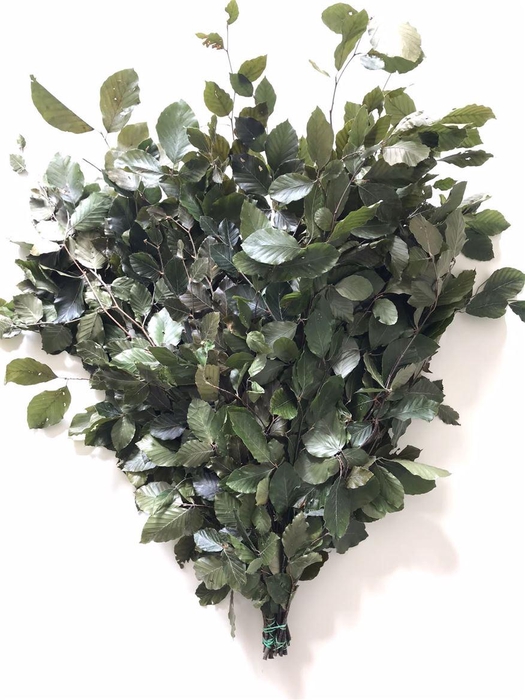 <h4>Beuk Gestabiliseerd Groen</h4>