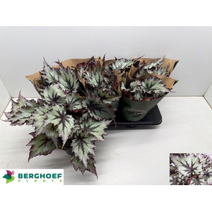 BEG BEL NORD GLACIER