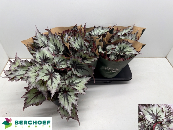 <h4>BEG BEL NORD GLACIER</h4>