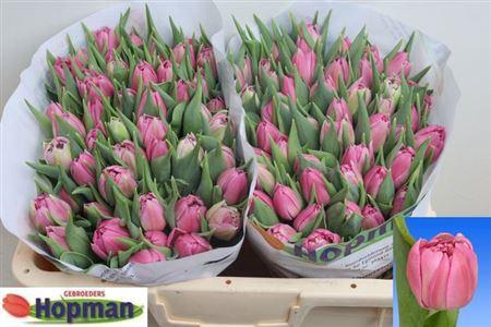 <h4>Tu Du Dressing</h4>