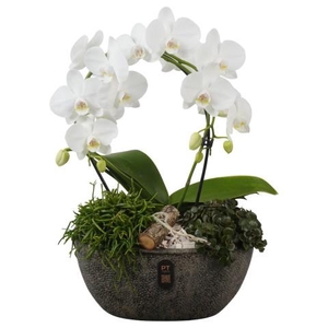 PTIB5352 Arrangementen kamerplanten