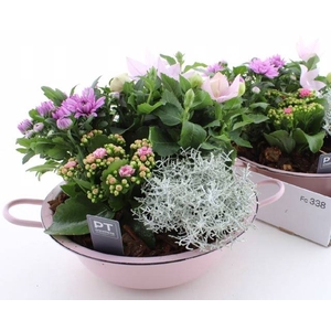 ARR TUINPLANTEN