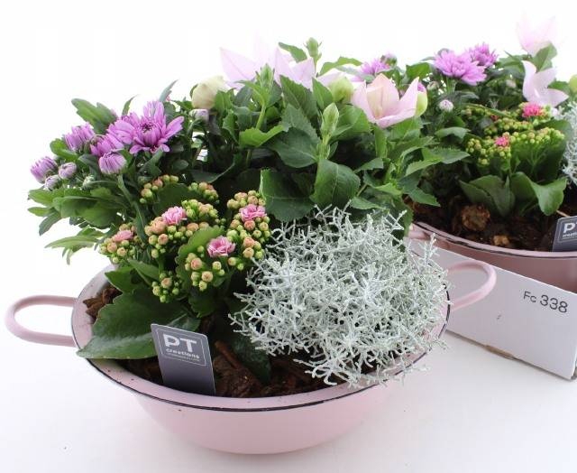 <h4>ARR TUINPLANTEN</h4>