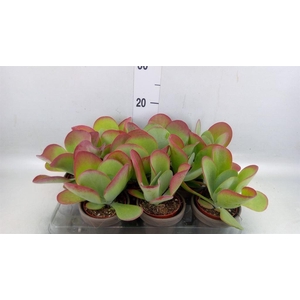 Kalanchoe NF thyrsiflora