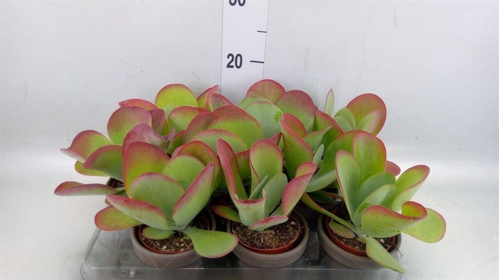 <h4>Kalanchoe NF thyrsiflora</h4>