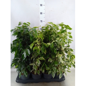 Ficus benja.   ...mix