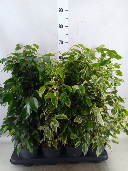 <h4>Ficus benja.   ...mix</h4>