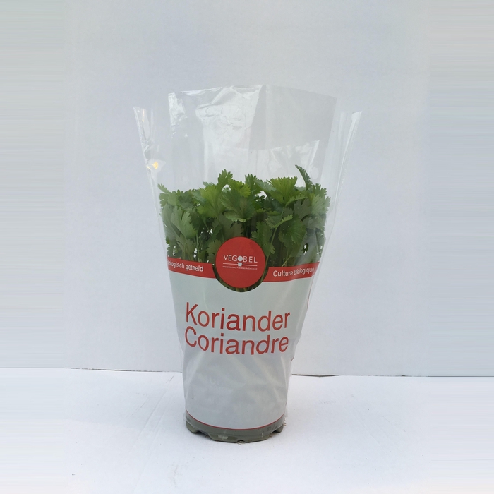 <h4>Koriander P12</h4>