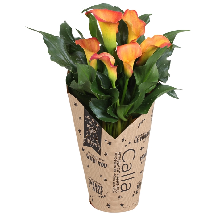 <h4>Zantedeschia Fireworks Calla oranje in kraft hoes</h4>