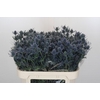 Eryngium Blue Dynamite