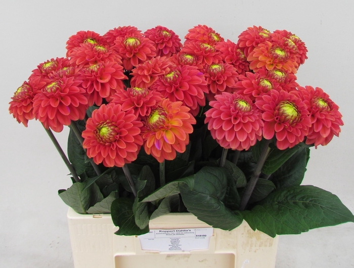 <h4>DAHL BALL ORANGE FOX</h4>