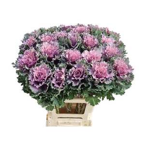 Brass Klb Pink