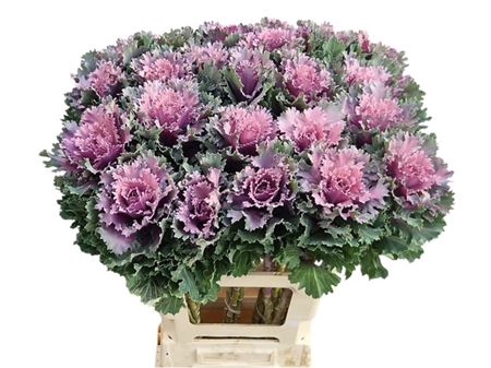 <h4>Brass Klb Pink</h4>