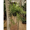 Chlorophytum Vittatum