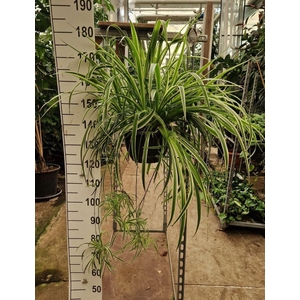 Chlorophytum Vittatum