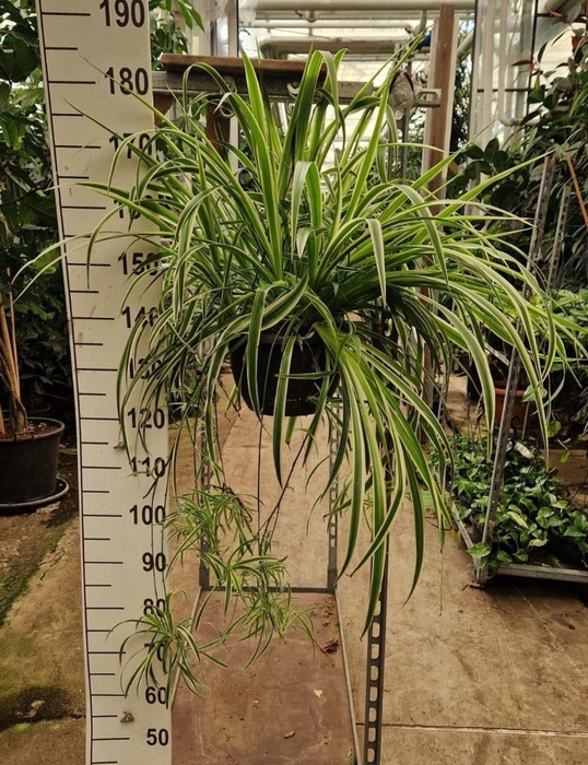 <h4>Chlorophytum Vittatum</h4>