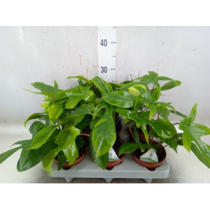 Philodendron   ...